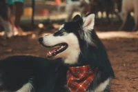 Dog with neckerchief