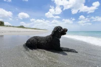 Dog on a beach in Sarasota