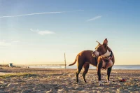 Dog on the beach in LA