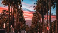 Sunset in LA with palm trees