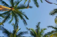 Palm trees and blue sky