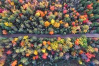 Road through trees changing colour in Autumn
