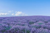 Field of lavender