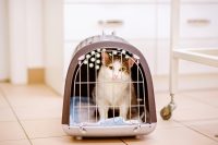 Cat in a carrier