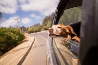 Dog leaning out of a car window